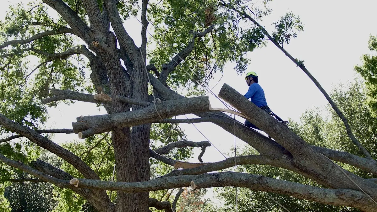 Professional Hazardous Tree Removal performed by certified arborists in Brownsboro